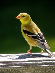 a small yellow bird standing on top of a wooden table next to a green background