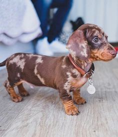 a small brown and black dog standing on top of a wooden floor