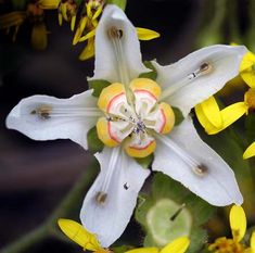 a white and yellow flower with green leaves