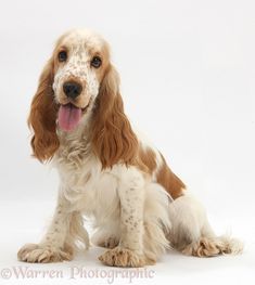 a brown and white dog sitting on top of a white floor