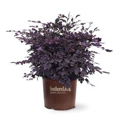 a potted plant with purple leaves on the top and bottom, in front of a white background