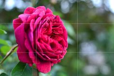 a pink rose with green leaves in the foreground