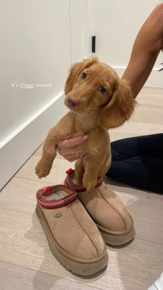 a person holding a small dog in their hand and wearing slippers on the floor