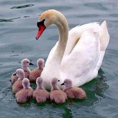 a mother swan with her babies swimming in the water