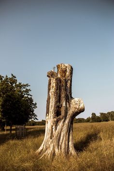 an old tree stump sitting in the middle of a field