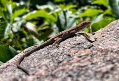 a lizard sitting on top of a large rock