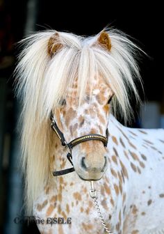 a brown and white horse with blonde hair