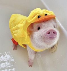 a small pig wearing a yellow duck costume in a bathtub with water coming from it's mouth