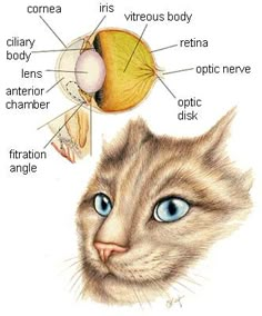 an image of a cat's head with parts labeled