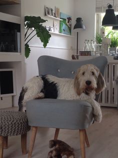 a dog is sitting on a chair in the living room