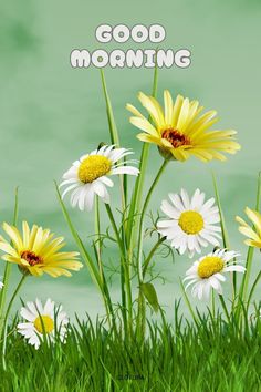 some daisies are in the grass and there is a good morning message on it