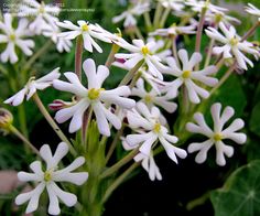 white flowers with yellow centers are in the grass