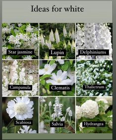 white flowers and their names are shown in the pictures on this page, which shows them all