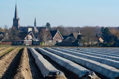 there are many rows of plants growing in the field with houses and buildings behind them