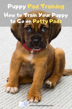 a puppy sitting on the floor with text overlay that reads, puppy pad training how to train your puppy to go on potty pads