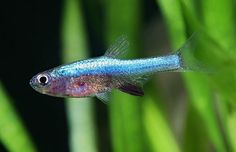 a small blue and purple fish in some water