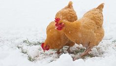 Chickens In Winter, Buff Orpington Chickens, Heritage Chicken Breeds, Heritage Chickens, Chickens For Sale, Baby Chicks Raising, Chickens In The Winter, Chicken Incubator, Buff Orpington