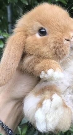 a small brown and white rabbit sitting on top of a tree branch with its paws in the air