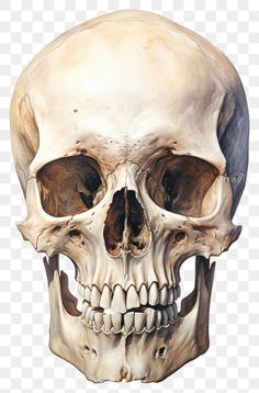 a human skull is shown with no lower jaw and no lower jaw, transparent background