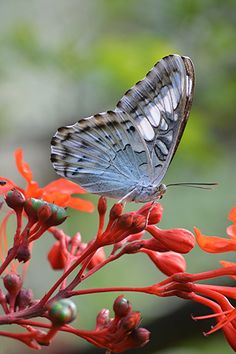 a blue butterfly sitting on top of a red flower