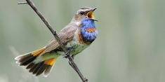 a small bird sitting on top of a branch with its beak open and mouth wide open