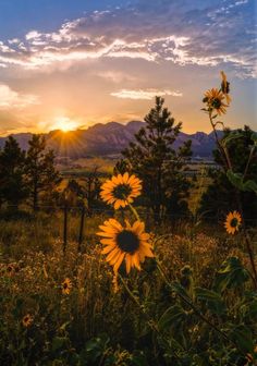 the sun is setting over a field with flowers and mountains in the backround