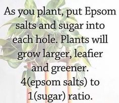 a plant with the words as you plant, put epsom salts and sugar into each hole