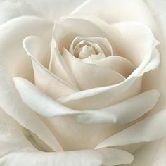 a close up view of a white rose