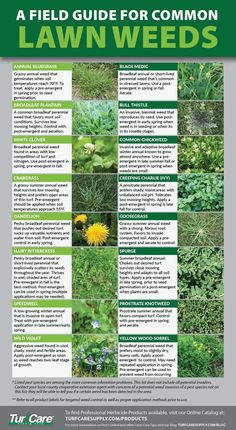 a field guide for common lawn weeds, with instructions on how to plant them and what to use them