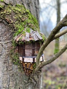 a small house built into the side of a tree in a forest with moss growing on it