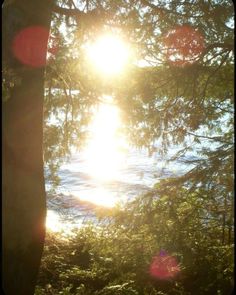 the sun is shining through the trees by the water