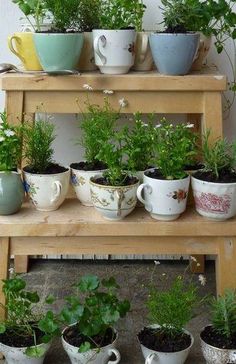 there are many potted plants on the shelf