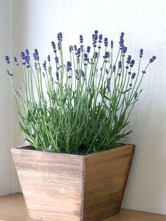 a wooden planter with lavender flowers in it