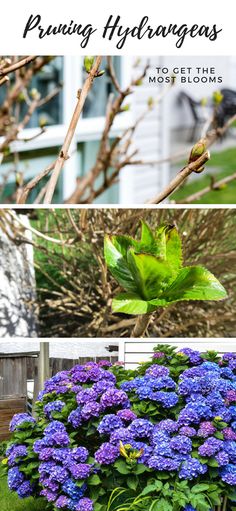 purple flowers and green leaves in the garden with text overlay that reads, prunig hydrangeas