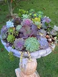 an arrangement of succulents and other plants in a bird bath on the lawn