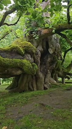 an old tree trunk with moss growing on it's sides in a park setting