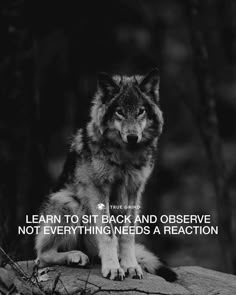 a wolf sitting on top of a rock with the quote learn to sit back and observe not everything needs a reaction