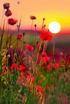 some red flowers and the words have a wonderful wednesday written on it in front of a sunset