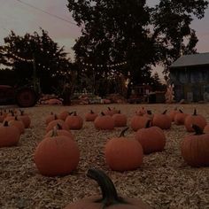 many pumpkins are laying on the ground in front of a barn and trees at dusk