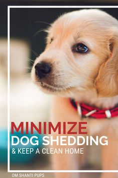 a close up of a dog with the words minimize dog shedding and keep a clean home