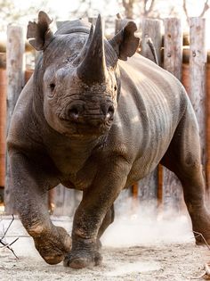 a rhino running in the dirt near a fence