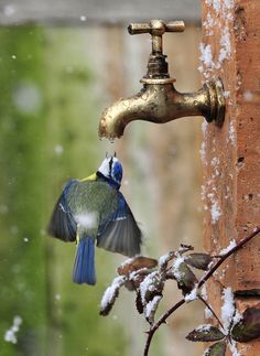 a bird is drinking from a faucet that has snow on the top and bottom