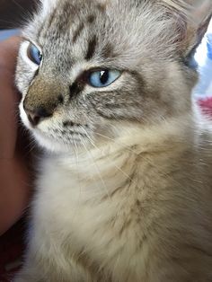 a cat with blue eyes sitting on someone's lap and looking at the camera