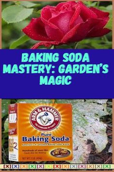 a red rose sitting next to a box of baking soda and the words baking soda mystery garden's magic