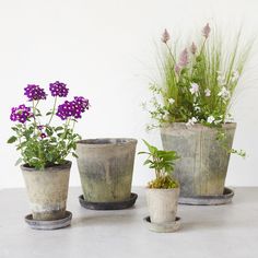 three potted plants sitting on top of a table next to each other with purple flowers in them