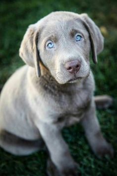 a puppy sitting in the grass looking up at something with blue eyes and one paw on it's head