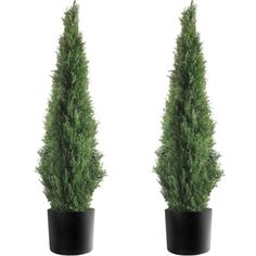 two potted plants are shown side by side in front of each other on a white background