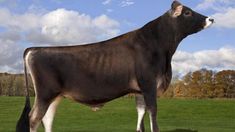 a large brown cow standing on top of a lush green field