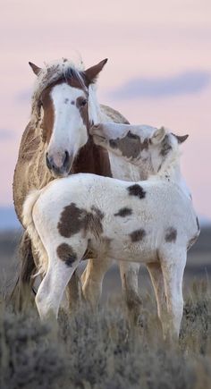 two brown and white horses standing next to each other