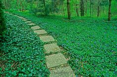 a stone path in the middle of a green forest with bluebells growing on it